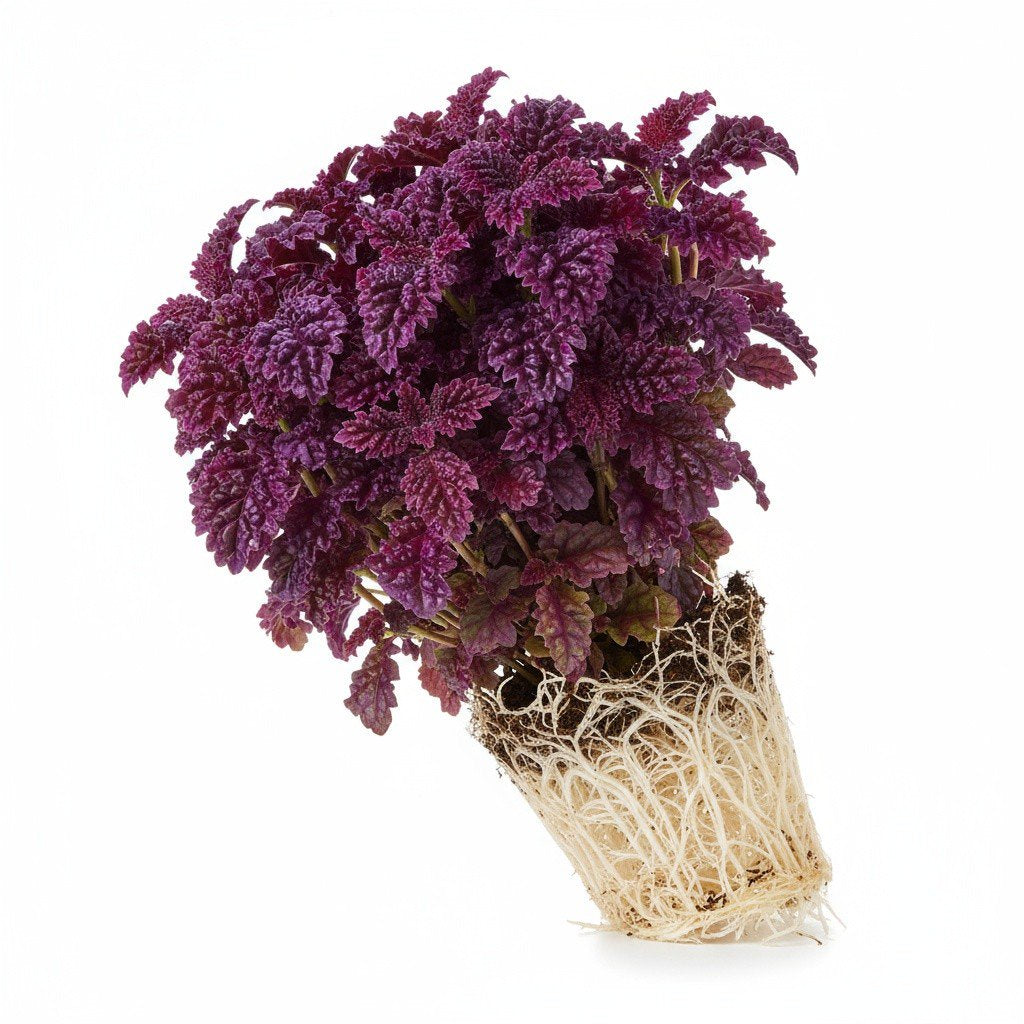 Purple Waffle Plant (Hemigraphis exotica) — Pet-Safe Houseplant