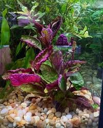 Purple Waffle Plant (Hemigraphis exotica) — Pet-Safe Houseplant