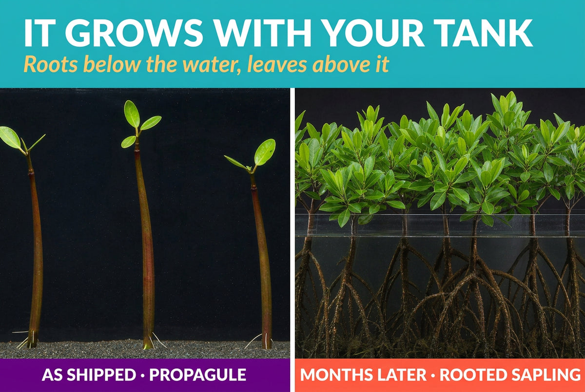 Red Mangrove Live Bare Root Plant Freshwater Brackish Terrarium
