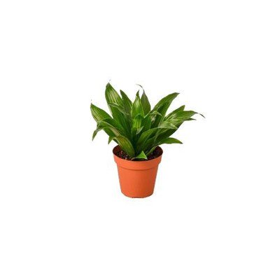 Janet Craig Pineapple Aquatic Terrarium Plant Dracaena Compacta