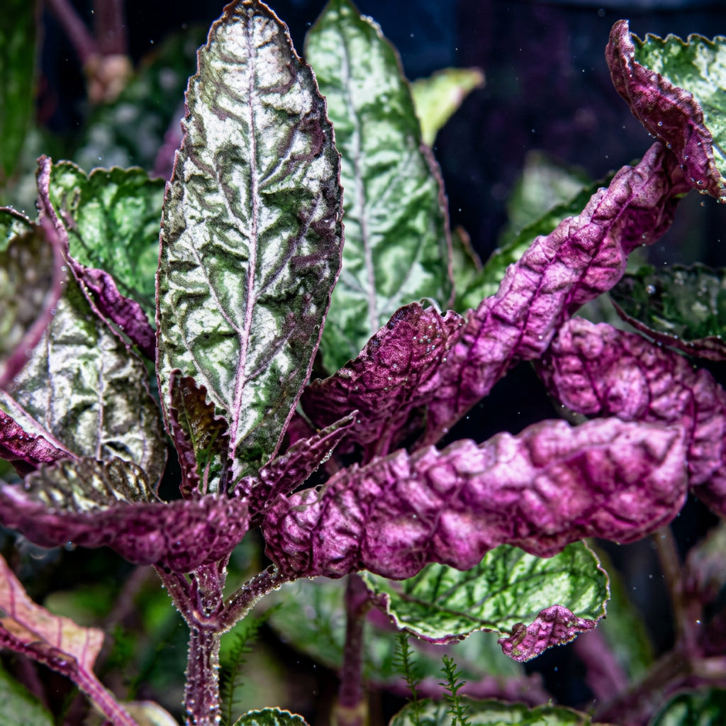 Purple Waffle Plant (Hemigraphis exotica) — Pet-Safe Houseplant