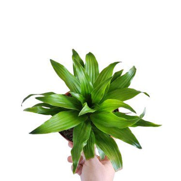 Janet Craig Pineapple Aquatic Terrarium Plant Dracaena Compacta