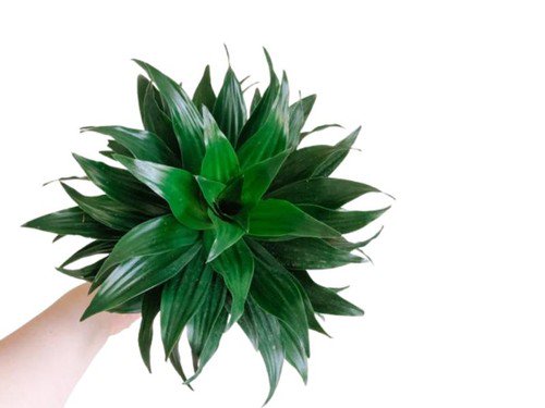 Janet Craig Pineapple Aquatic Terrarium Plant Dracaena Compacta