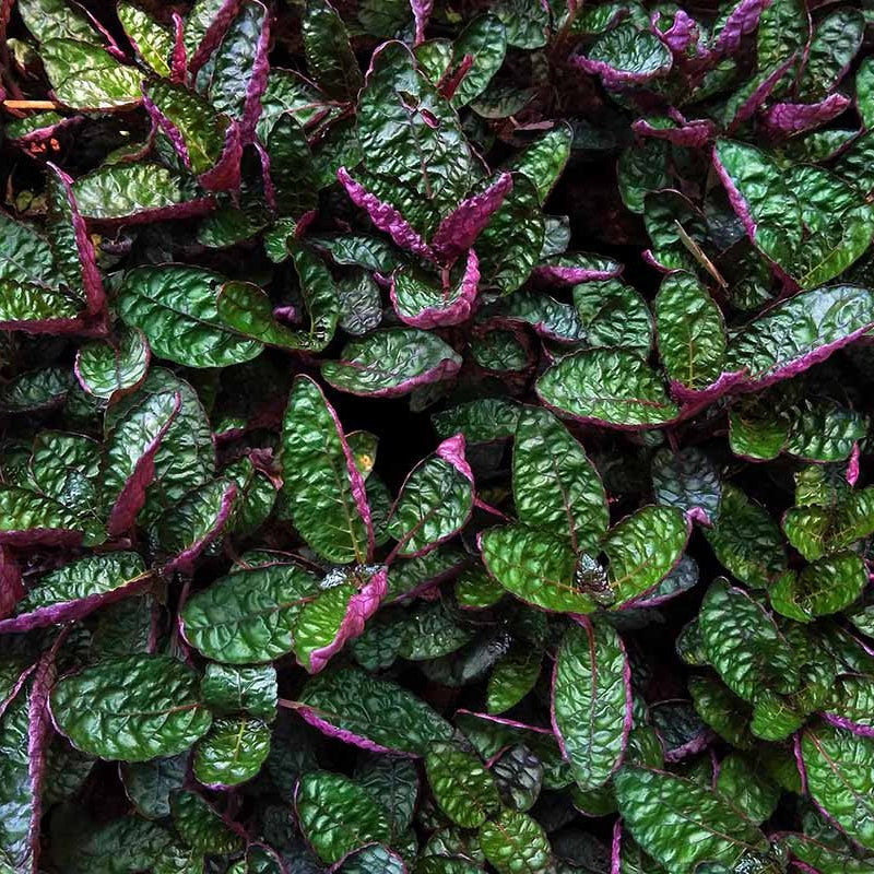 Purple Waffle Plant (Hemigraphis exotica) — Pet-Safe Houseplant