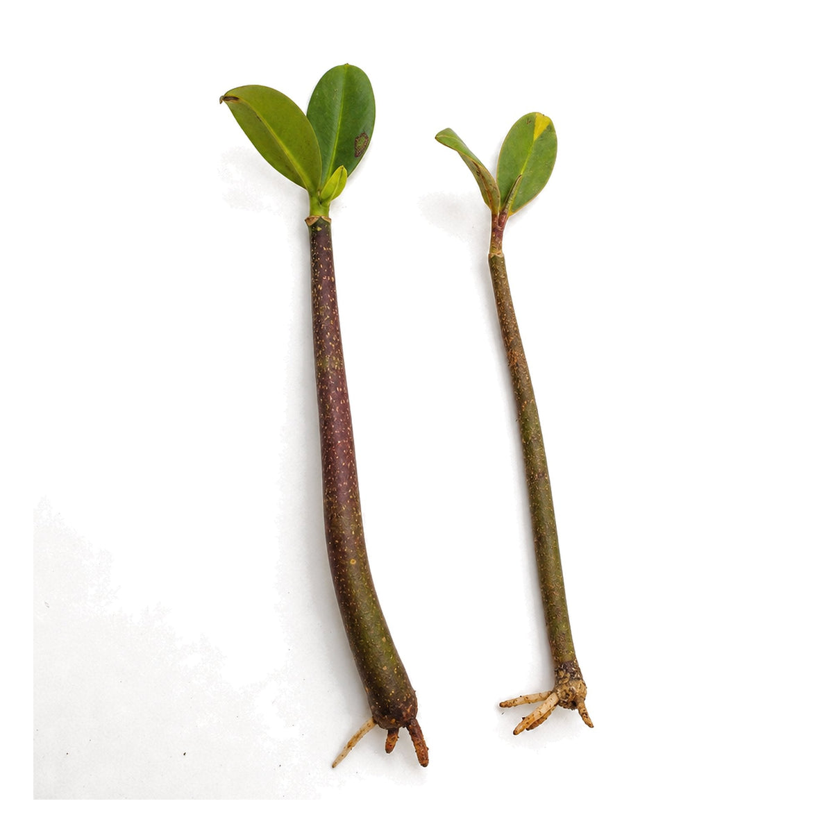 Red Mangrove Live Bare Root Plant Freshwater Brackish Terrarium
