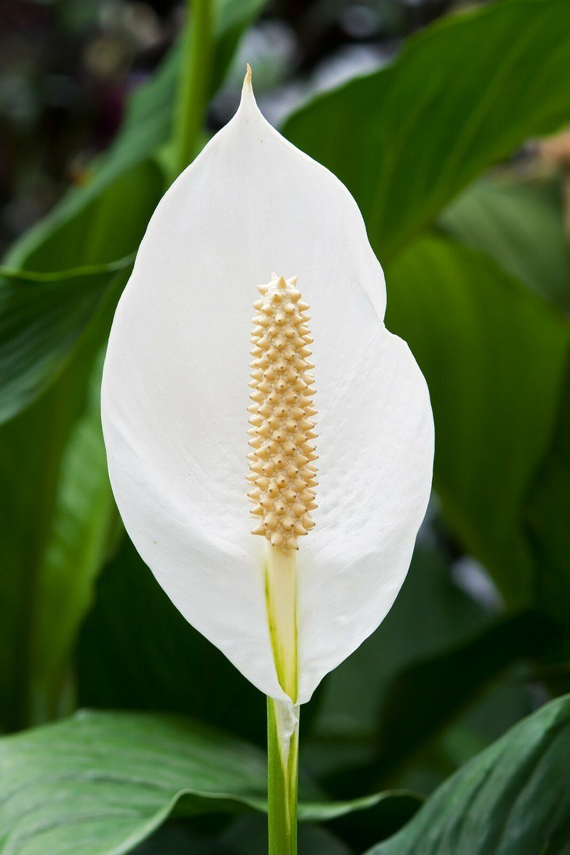 Brazilian Sword “Peace Lily” (Spathiphyllum sp)