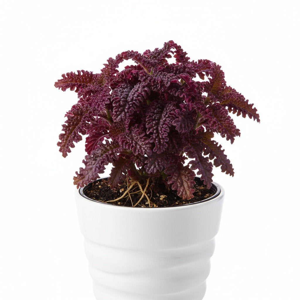 Purple Waffle Plant (Hemigraphis exotica) — Pet-Safe Houseplant