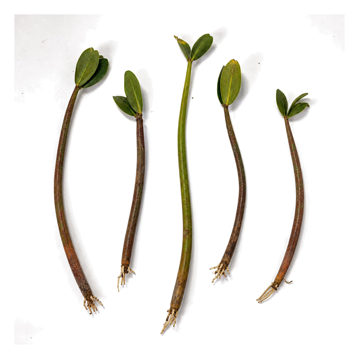 Red Mangrove Live Bare Root Plant Freshwater Brackish Terrarium