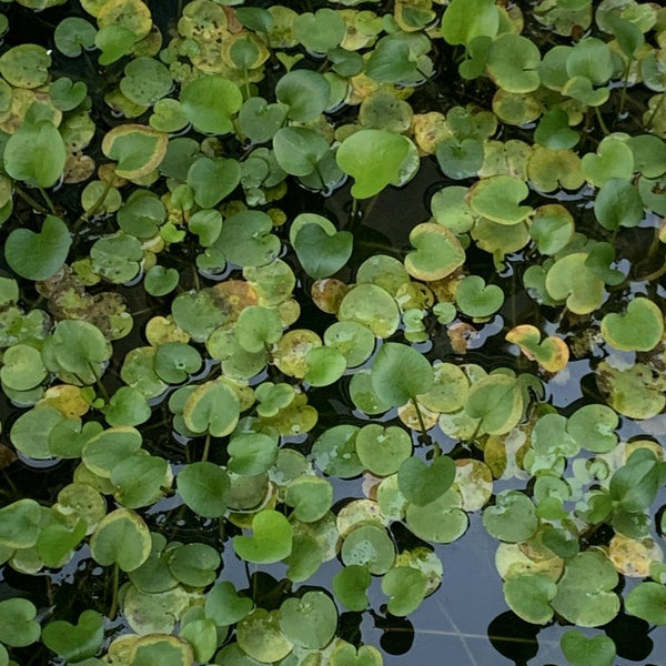 Frogbit (Limnobium Spongia)