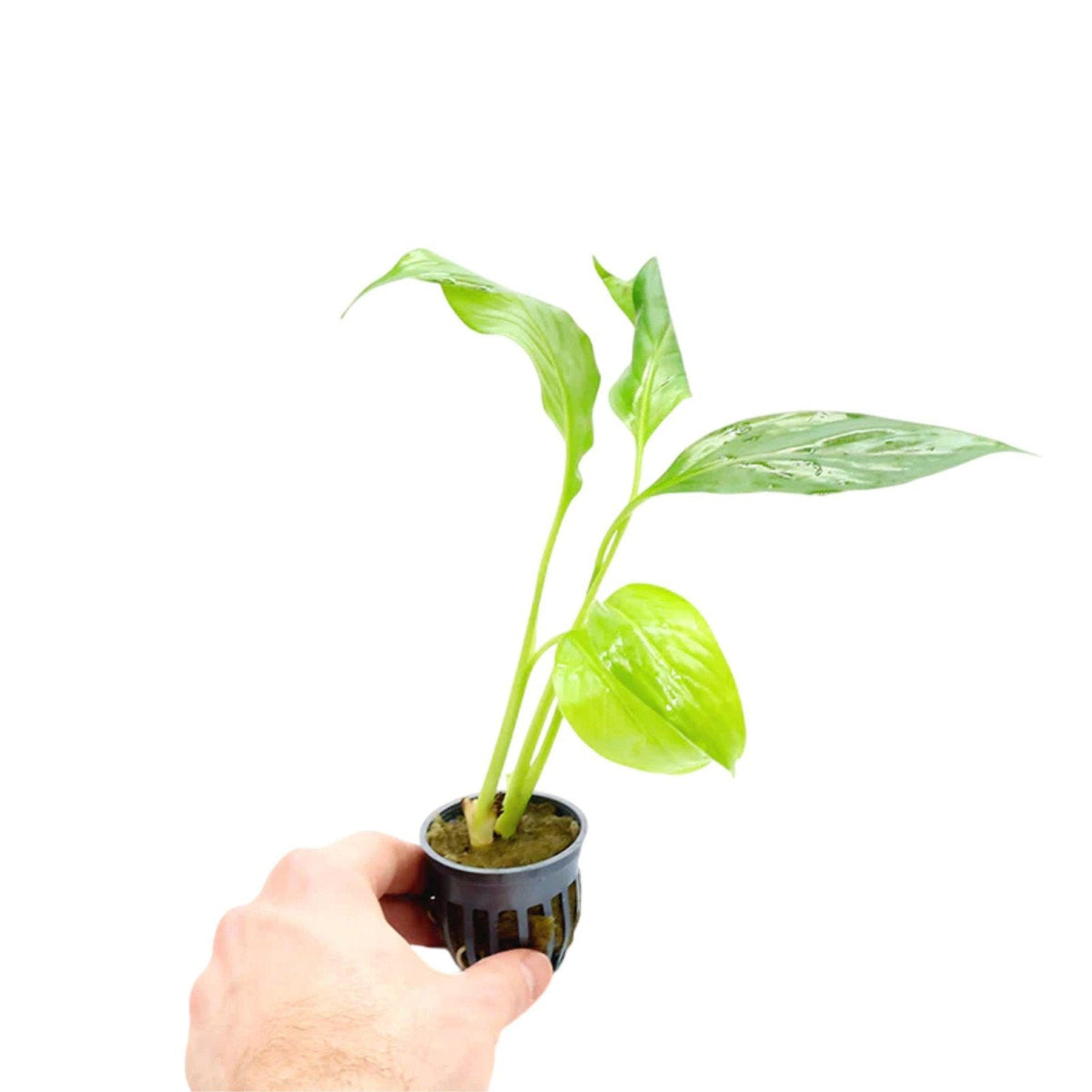 Brazilian Sword “Peace Lily” (Spathiphyllum sp)