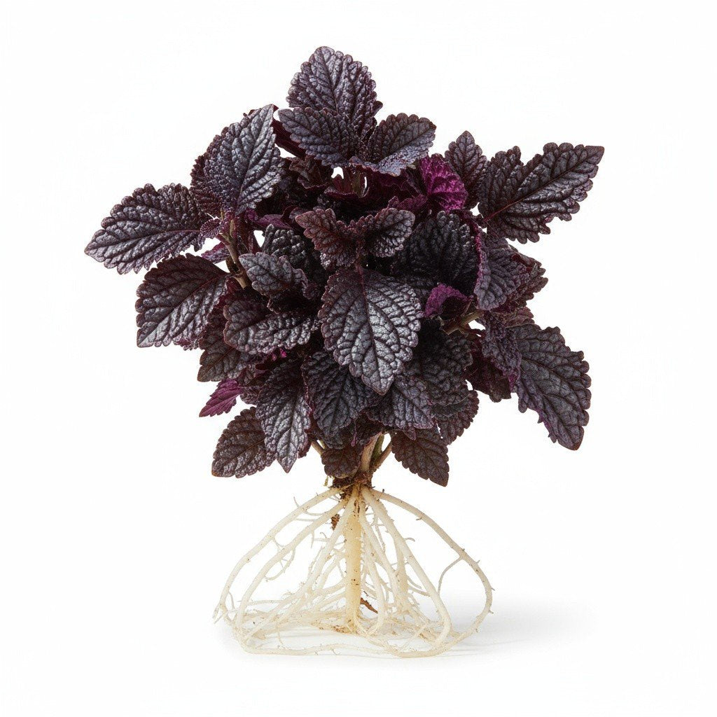 Purple Waffle Plant (Hemigraphis exotica) — Pet-Safe Houseplant