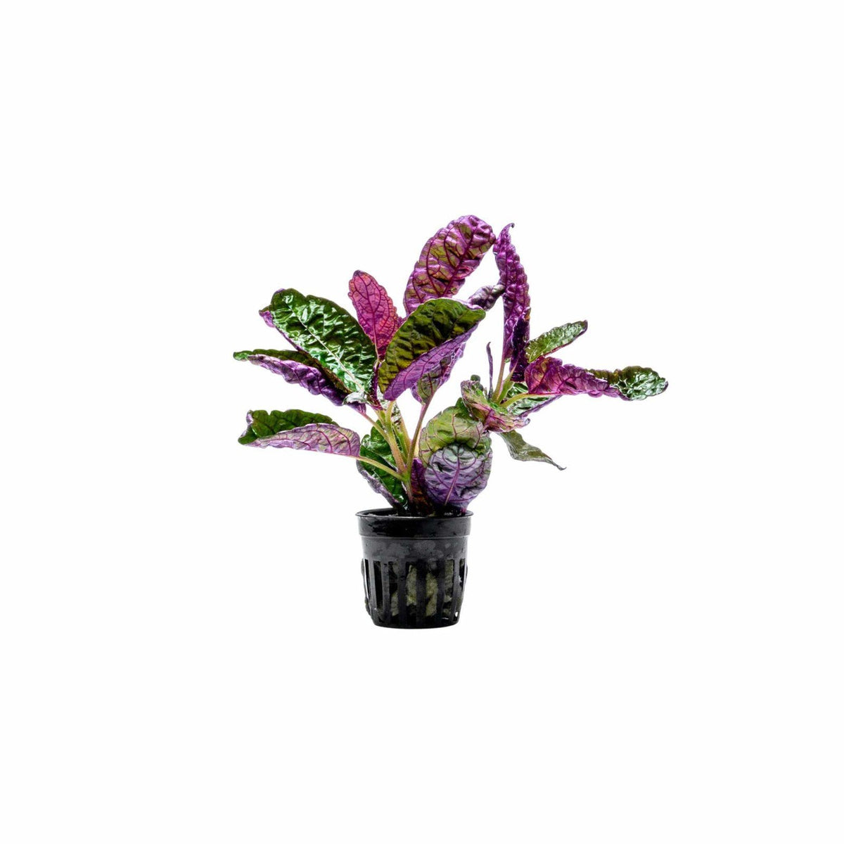 Purple Waffle Plant (Hemigraphis exotica) — Pet-Safe Houseplant