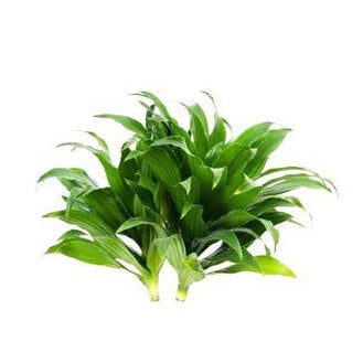 Janet Craig Pineapple Aquatic Terrarium Plant Dracaena Compacta