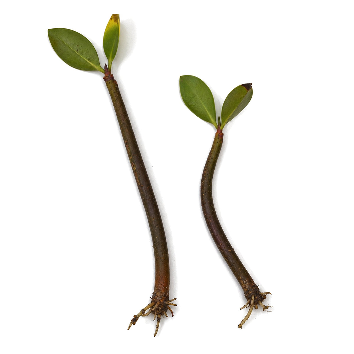 Red Mangrove Live Bare Root Plant Freshwater Brackish Terrarium