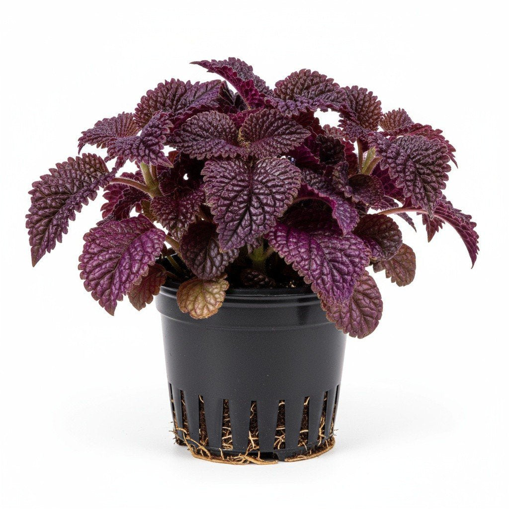 Purple Waffle Plant (Hemigraphis exotica) — Pet-Safe Houseplant