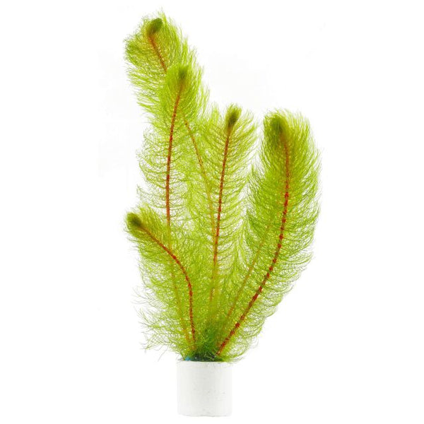 Green Foxtail [Myriophyllum pinnatum]