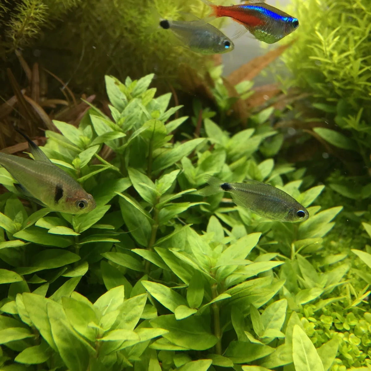 Staurogyne Repens