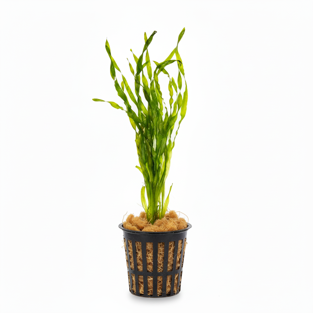 Jungle Val [Vallisneria Americana]